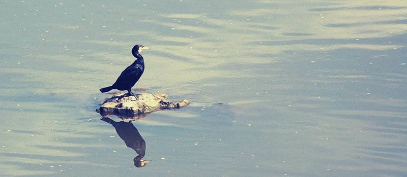Cormorán sobre roca