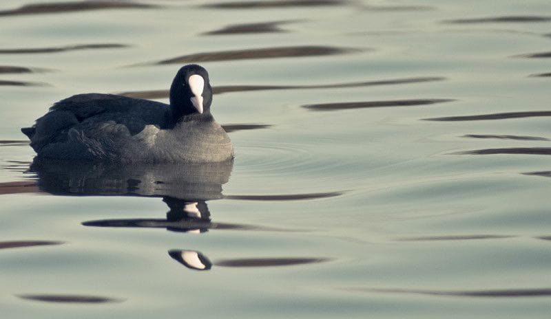 Focha común en el agua