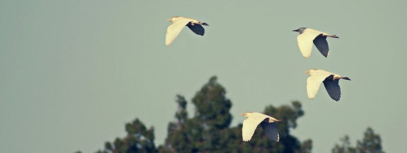 Garcillas en vuelo