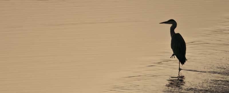Garza en el agua al atardecer