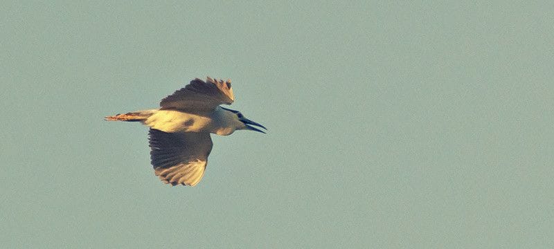 Martinete en vuelo