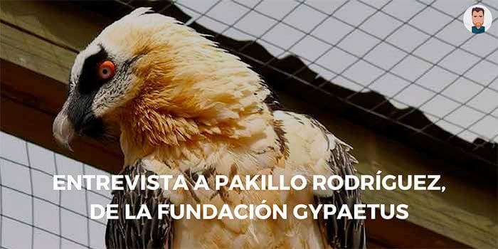 Entrevista a Pakillo Rodríguez, de la Fundación Gypaetus Entrevista a Pakillo, director técnico del centro de cría del quebrantahuesos de Jaén
