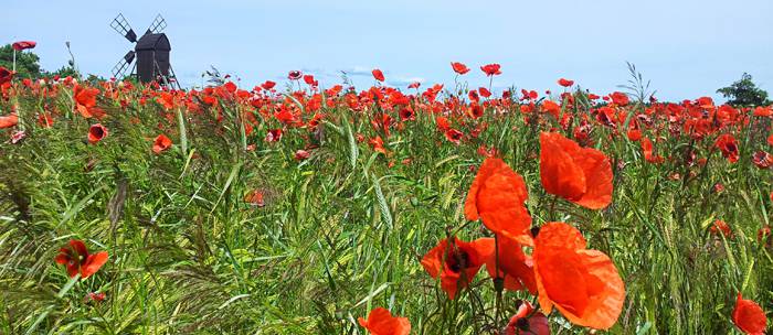 Campo de amapolas