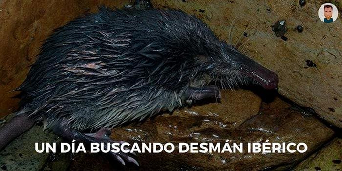 Haciendo censos de desmán ibérico