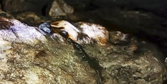 Excremento de desmán ibérico sobre una piedra