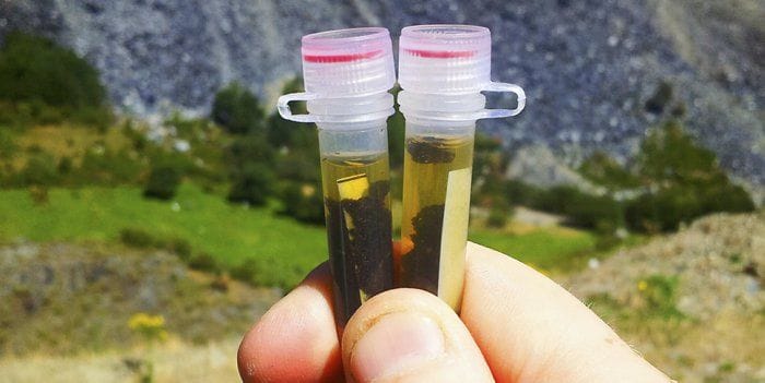 Muestras de excrementos de desmán ibérico