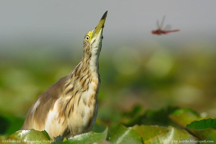 Una garcilla cangrejera (Ardeola ralloides)