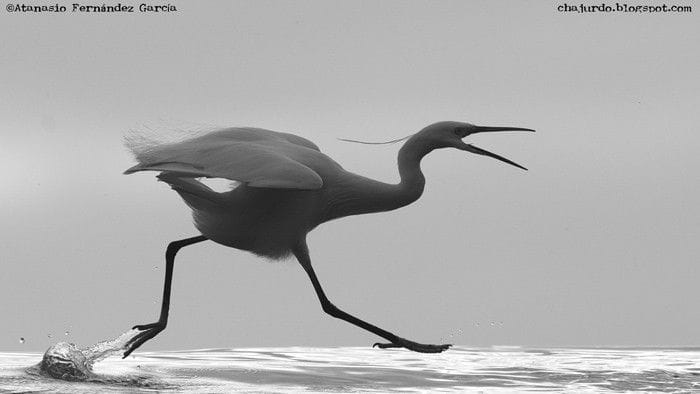 Garceta común (Egretta garzetta) con un poco de prisa :P
