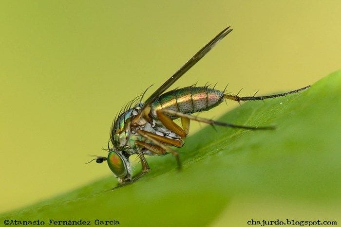 Insecto