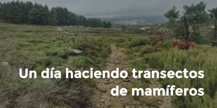 Un día haciendo transectos de mamíferos
