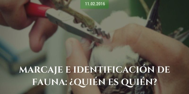 Marcaje e identificación de fauna: ¿quién es quién?