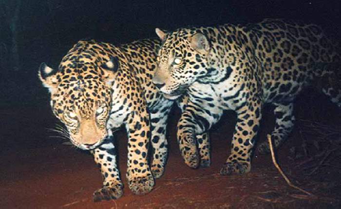 Pareja de jaguares Dos jaguares