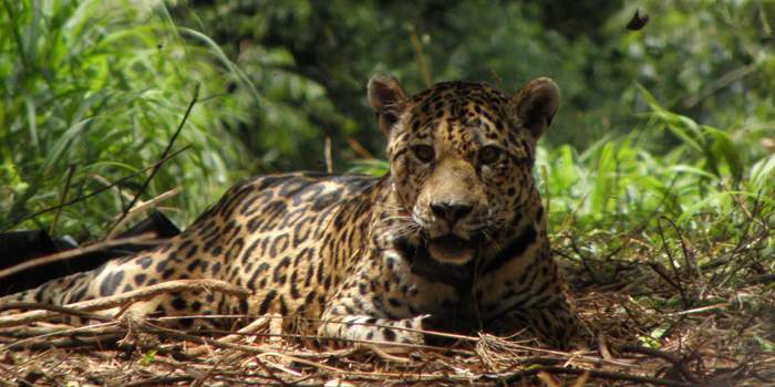 Jaguar descansando Jaguar tumbado