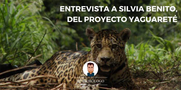 Entrevista a Silvia Benito del Proyecto Yaguareté Entrevista a Silva, coordinadora de comunicación del Proyecto Yaguareté