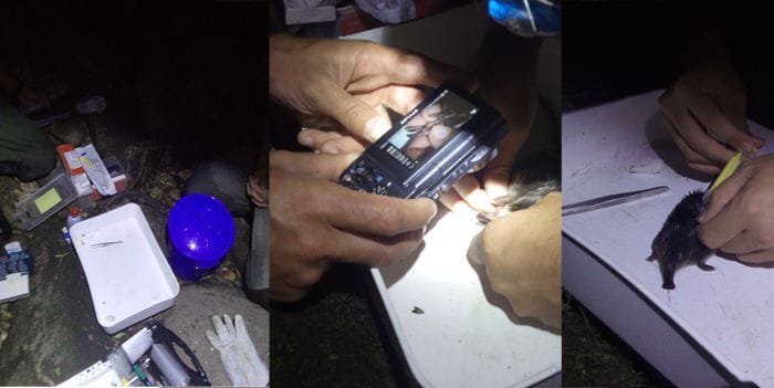 Medidas y microchipado