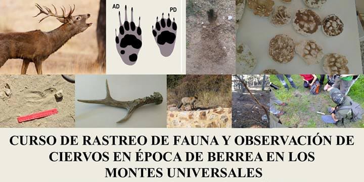 Cartel Curso de la Berrea de Víctor Quero Cartel Curso de la Berrea de Víctor Quero