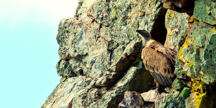 Buitre leonado Buitre leonado en el Parque Nacional de Monfragüe